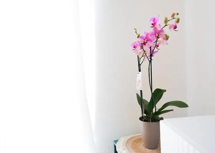 Luminoso Vicino Alle Cinque Terre Специя